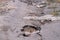 Asphalt road destroyed by holes and washed out by water