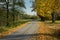 Asphalt road, fallen leaves and autumnal yellow trees