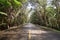 asphalt road in forest