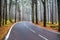 An asphalt road that goes through a misty dark misterious pine f