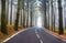 An asphalt road that goes through a misty dark misterious pine f