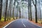 An asphalt road that goes through a misty dark misterious pine f