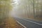 An asphalt road that goes through a misty dark misterious pine f