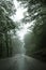 An asphalt road that goes through a misty dark misterious pine forest. Narrow road Montenegro and green trees