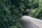 Asphalt road going through the jungle tropical forest