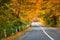 Asphalt road in golden the autumn forest.