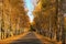 Asphalt road in golden autumn forest. Rows of birches along the road. Colorful vibrant treed corridor landscape during the autumn