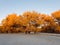 Asphalt road in golden populus euphratica trees in early morning, Ejina in the autumn.