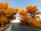 Asphalt road in golden populus euphratica trees in early morning, Ejina in the autumn.