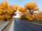 Asphalt road in golden populus euphratica trees in early morning, Ejina in the autumn.