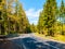 Asphalt road in the green coniferous forest on sunny summer day