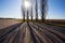 Asphalt road with heap of trees in a long shadows