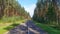 The asphalt road with markings and grassy shoulders is laid through a pine forest. Young trees are growing along the edges. Sunny