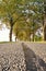 On the asphalt road with old trees. Beautiful avenue in Mecklenburg Vorpommern