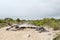 Asphalt Road Remains in Assateague Island, Maryland