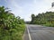 Asphalt road with road markings among the jungle and banana landings