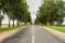 Asphalt road with a sandy roadside, green area with often planted trees, landscape overcast autumn day