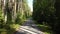 asphalt road in summer coniferous forest