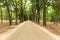 Asphalt road tree lined through the Hoge Veluwe national park