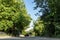 Asphalt road with trees through the village