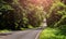 Asphalt roat in national park forest.