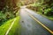 Asphalt roat in national park forest.