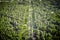 Asphalt single road inside big garden. View from above. Avenue in forest. Summer