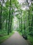 Asphalt walkway in the park among the pines. Summer forest path among tall pines