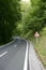 Asphalt winding curve road in a beech forest