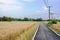 Asphalted countryside road in wheat fields of sunny summer after