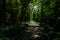 Asphalted path in shady woods of sunny summer