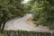 Asphalted road with a dividing line in the wood