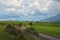 Asphalted road leading up to the mountains in forest. A herd of cows grazes a meadow. Summer time in Slovakia.