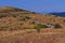 The asphalted road snakes along the slope overgrown with dry grass sunburned in the sun. The car is driving along the