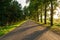 Asphalted rural road without road marking, tall trees grow on the roadside