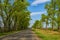 Asphalted rural road with trees