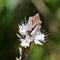 Asphodel flower