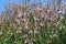 Asphodel flower, mediterranean plant in spring