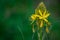 Asphodel flowers