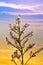 Asphodel flowers and Plant against a colorful sunset