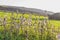 Asphodel flowers and Plants meadow