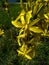 Asphodeline