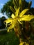 Asphodeline