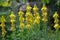 Asphodeline lutea blooms in the botanical garden