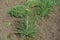 Asphodeline taurica with flower bud