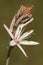 Asphodelus aestivalis asphodel medium sized plant and beautiful white veined flowers