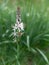 Asphodelus alba aka White asphodel growing wild in Logarghena