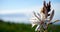 Asphodelus cerasiferus or Branched asphodel flower in Teno Alto, Tenerife,Canary Islands,Spain.