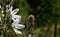 Asphodelus cerasiferus or Branched asphodel is a perennial herb in the Asparagales order in bloom in the forest of Tenerife.