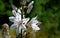 Asphodelus cerasiferus or Branched asphodel is a perennial herb in the Asparagales order in bloom in the garden of Tenerife,.